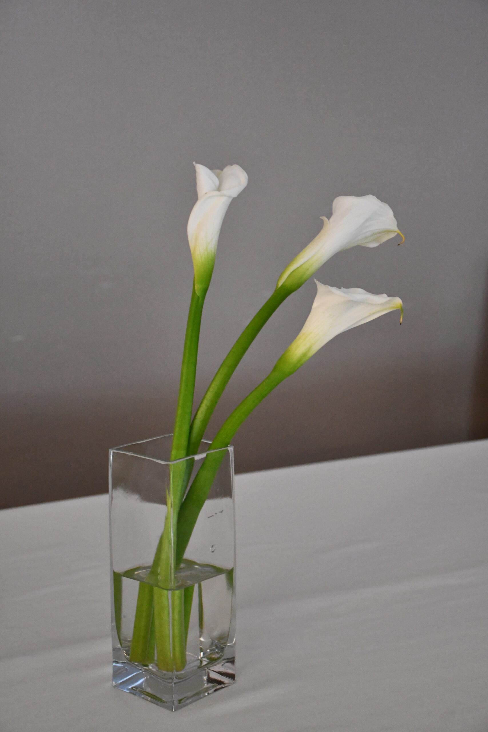 ガラスの花器に生けた白いカラー
